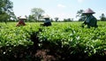 3 people are harvesting tea Royalty Free Stock Photo