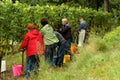 People harvesting vine