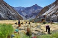 People harvesting wheat in Hankar village along the Markha Valley trek, Ladakh region, India Royalty Free Stock Photo