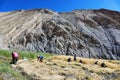 People harvesting wheat in Hankar village along the Markha Valley trek, Ladakh region, India Royalty Free Stock Photo