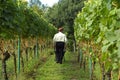 People harvesting wine grapes