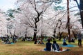 People have a picnic with their family or friends & admire beautiful cherry blossoms under huge Sakura trees in Omiya Park