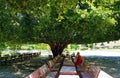 People have a rest under tree shadow Royalty Free Stock Photo