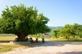 People have a rest under tree shadow Royalty Free Stock Photo