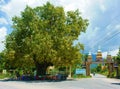 People have a rest under tree shadow Royalty Free Stock Photo