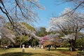 People having a picnic & admiring beautiful cherry blossoms under huge Sakura trees in Omiya Park, Saitama, Japan