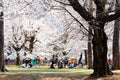 People having a picnic on the grassy lawn under huge cherry blossom Sakura trees on a sunny spring morning in Omiya Park