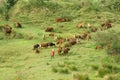 People herd a flock of oxen (cows) on grassland