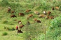 People herd a flock of oxen (cows) on grassland Royalty Free Stock Photo