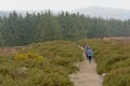 People hiking along a path towards a pine forest in foggy Ticknock mountains landscape