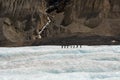 People hiking Athabasca glacier walk, Canada