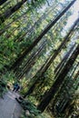 People hiking in a forest