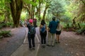 People hiking Hall of Mosses Trail in Hoh Rainforest in Olympic National Park.