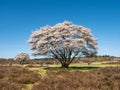 People hiking and riding bikes, blooming juneberry trees, Amelanchier lamarkii, in Zuiderheide nature reserve, Het Gooi,