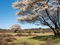People hiking and riding bikes, blooming juneberry trees, Amelanchier lamarkii, in Zuiderheide nature reserve, Het Gooi,