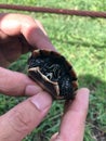 People hold cute turtle head in the hard shell
