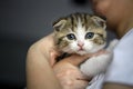 people holding striped kittens Closeup of looking cat face, woman in white shirt hugging cute little cat, scottish fold cat Royalty Free Stock Photo