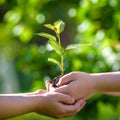 People holding young plant in hands against green spring background. Earth day ecology holiday concept Royalty Free Stock Photo