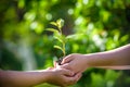 People holding young plant in hands against green spring background. Earth day ecology holiday concept Royalty Free Stock Photo