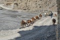 People and horses, saddled for the transport of goods, go on the road, past the river Kali Gandaki Royalty Free Stock Photo