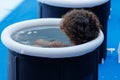 People immersing Themselves in Circular Pools Filled with Water and Ice: Ice Baths Royalty Free Stock Photo