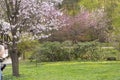 People in Japanese city park adore first blooming sakura tree.