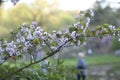 People in Japanese city park adore first blooming sakura tree.