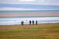 Laguna Nimez, a wildlife reserve at El Calafate in Patagonia, Argentina Royalty Free Stock Photo