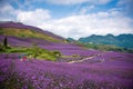 People in Lavender Field Park Royalty Free Stock Photo