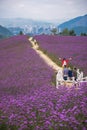 People in Lavender Field Park Royalty Free Stock Photo