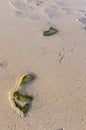 People leave tracks on sand beach El Cotillo, Fuerteventura, Can