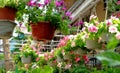 Hanged potted flowers that beautify the environment