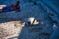 People look and take photos of the friendly seal laying at Patitiri beach in Alonnisos island, Sporades, Greece