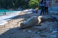 People look and take photos of the friendly seal laying at Patitiri beach in Alonnisos island, Sporades, Greece