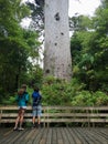 People looking at Tane Mahuta, New Zealand's largest kauri tree