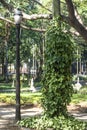 People on Luz Public Park in downtowns Sao Paulo. This is the city's first public park Royalty Free Stock Photo