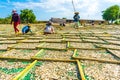 People make dried fish from anchovies in Phan Rang, Ninh Thuan, Vietnam