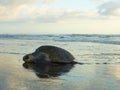 People and Marine turtle on the sand and the suntet Royalty Free Stock Photo