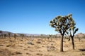 People with masks walking the trail in HIdden Valley of Joshua Tree National Park, California, United States Royalty Free Stock Photo