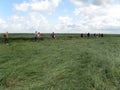 People are mudflat hiking at a salt marsh area in summer