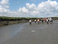 People are mudflat hiking in a salt marsh in summer
