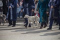 People in national Kazakh costumes and dogs of the Kazakh breed Tazy at the Nauryz holiday.