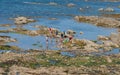 People with nets seaside foraging in rocks in Les Sables d Olonne Vendee France