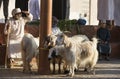 People at Nizwa goat market