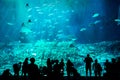 People observing fish behind a huge glass in aquarium