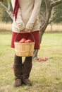Young woman holding bushel basket of apples in orchard. She is wearing casual fall fashions sweater, corduroy skirt and suede Royalty Free Stock Photo