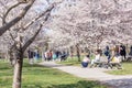 People outside enjoying the cherry blossoms in Trinity Bellwoods Park as they near peak bloom for the season