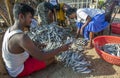 People packing dried sardine fish on Negombo beach.