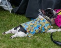 People and Pets alike dress in rubber ducky costumes for the Duck Races