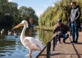 People photograph colourful pink pelican with long beak, by the lake in St James's Park, London UK.